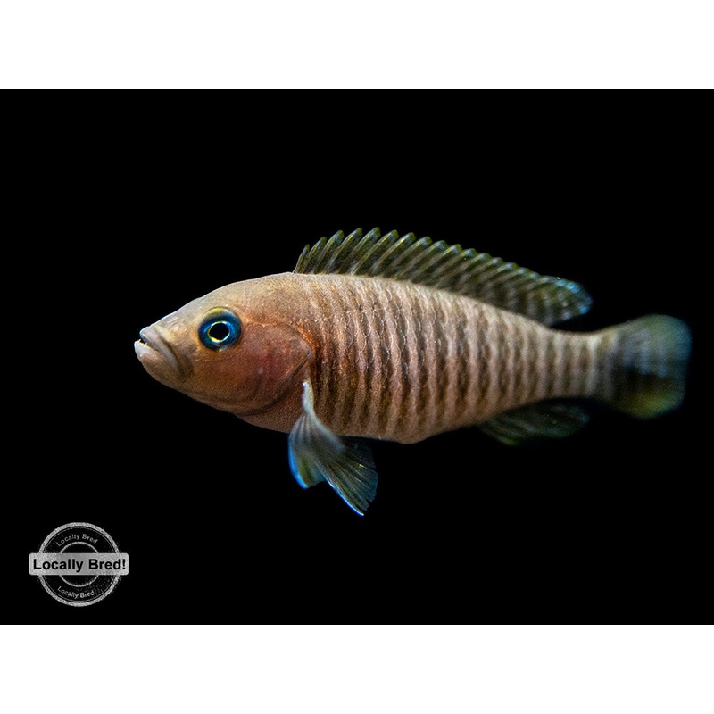 Multi Cichlid (Neolamprologus multifasciatus), Locally Bred!