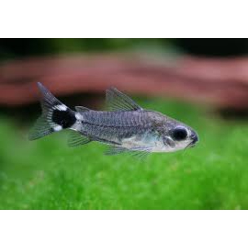 Pygmy Corydoras Hastatus