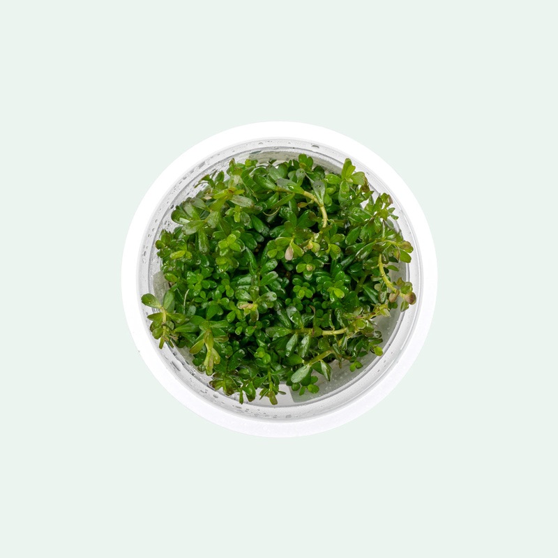 Rotala sp. ‘Myanmar’