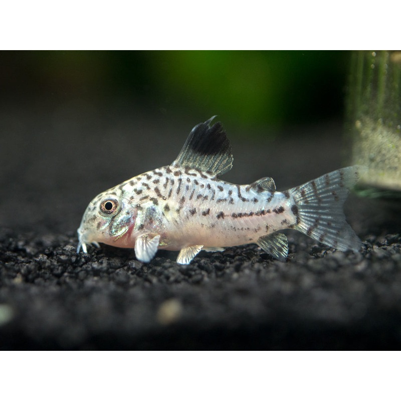 True Juli’s Cory Catfish (Corydoras julii), Tank-Bred