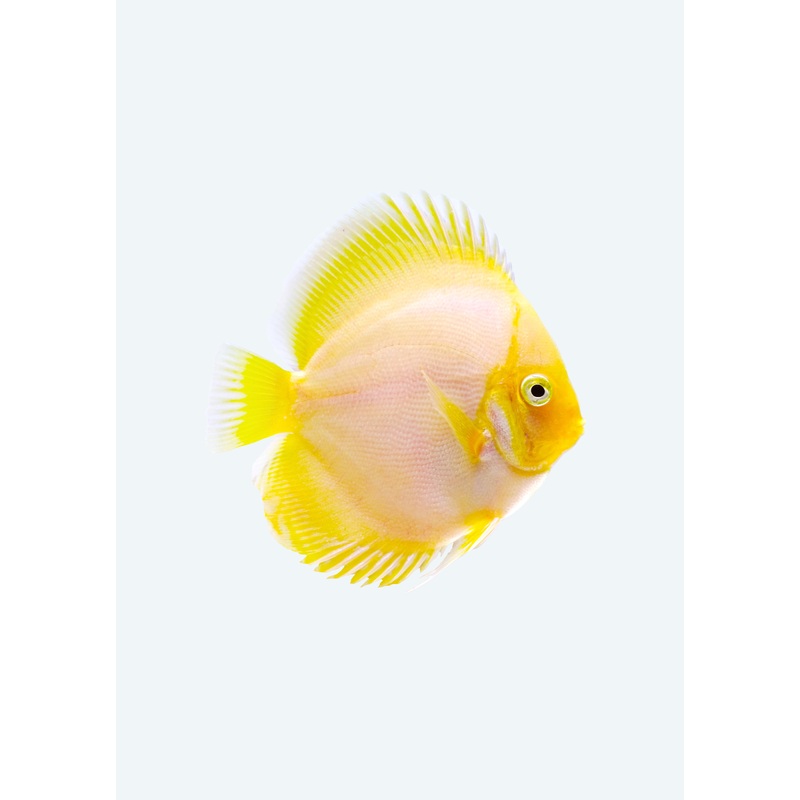 Yellow Face Snow White