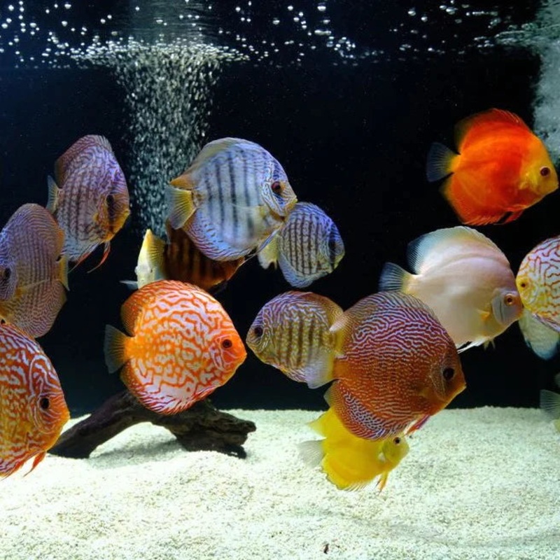 Assorted Discus 7cm