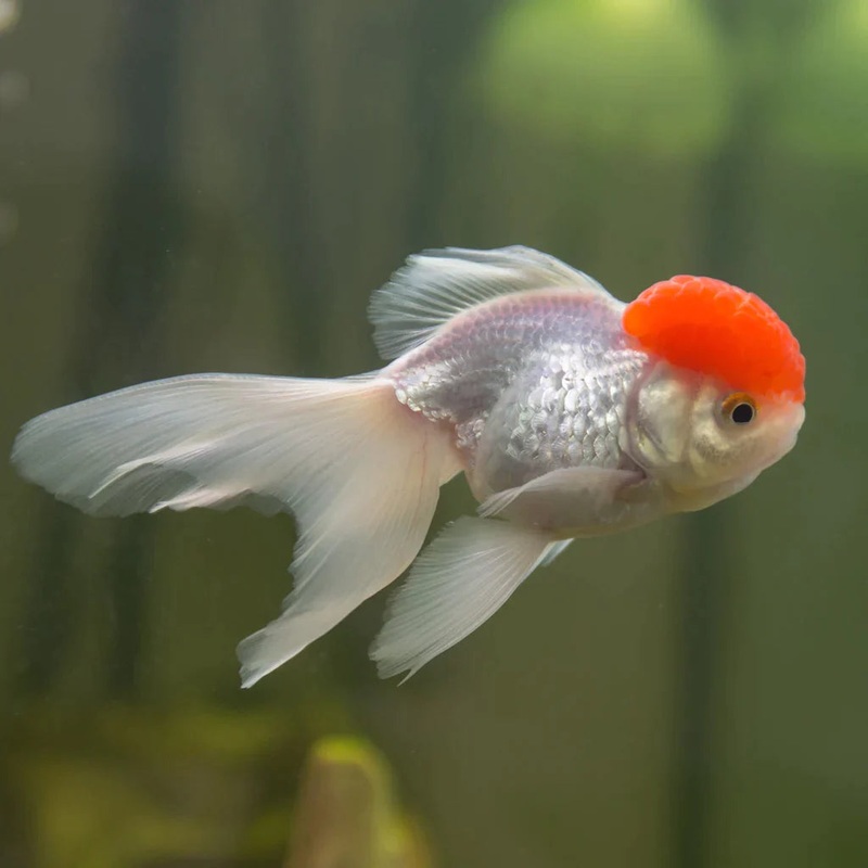 Assorted Oranda 8cm (White)