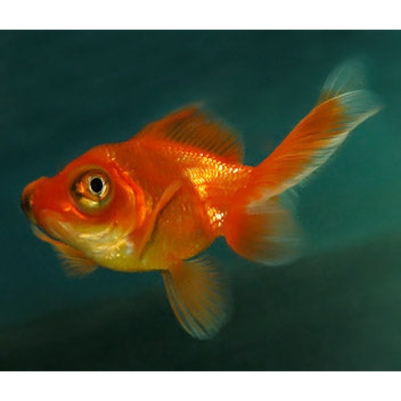 Butterfly Tail Red Medium