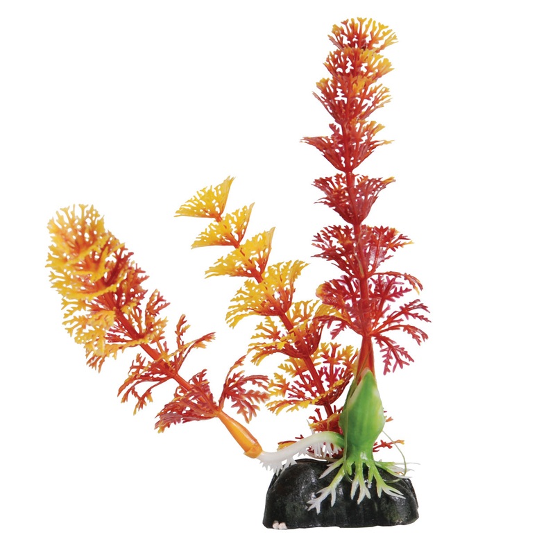 Cabomba – Red – 5″ Decorative Aquarium Plant