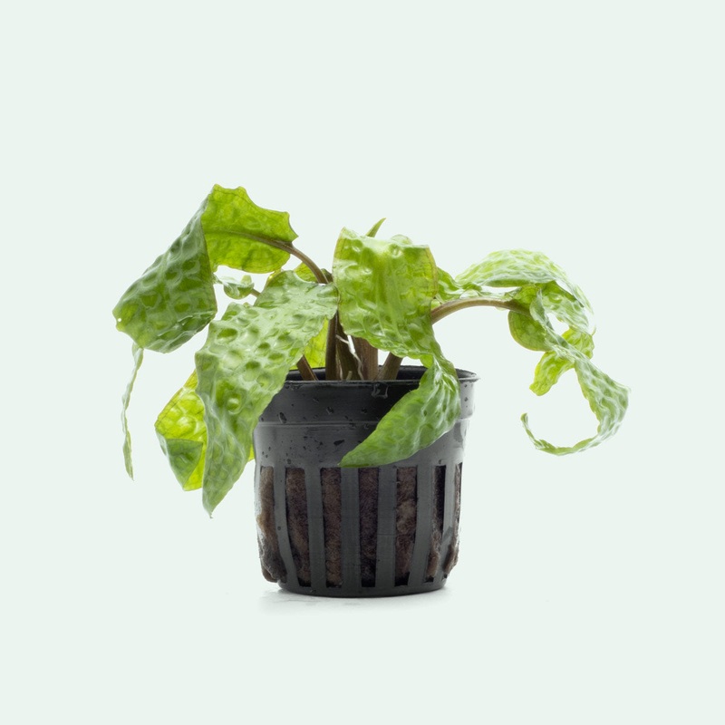 Cryptocoryne Usteriana