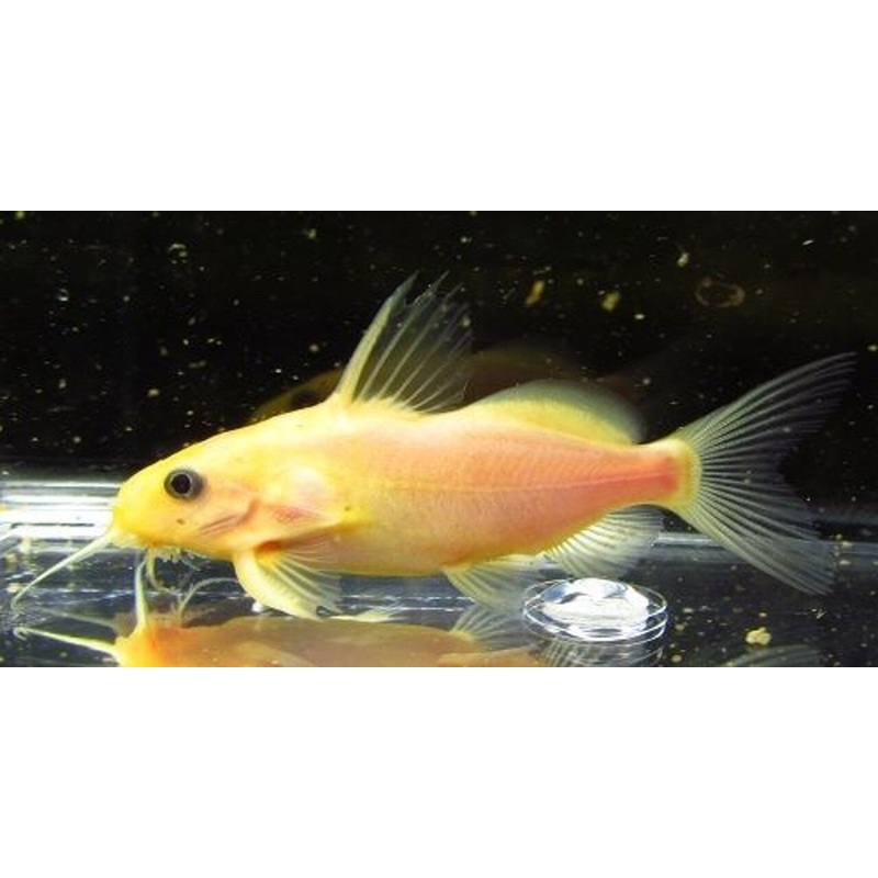 Gold Synodontis Nigrita Catfish