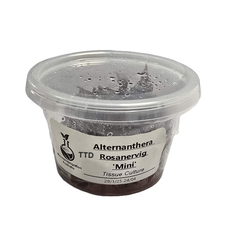 Micropropagation Australia – Alternanthera rosanervig ‘Mini’ – Live Plant – Tissue Culture
