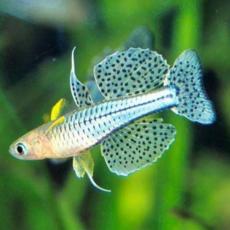 Spotted Blue Eye Rainbow Gertrude’s Rainbow