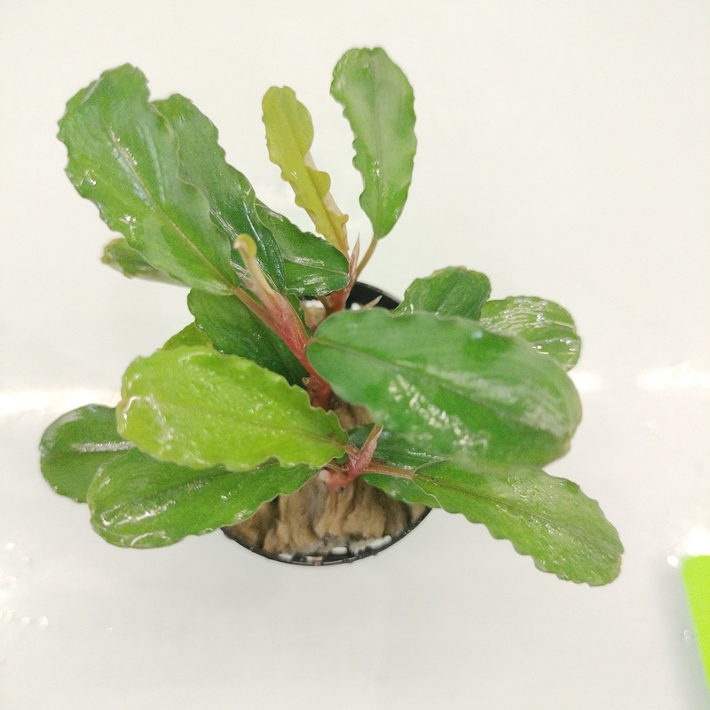 TCulture Bucephalandra Claudia (Pot)
