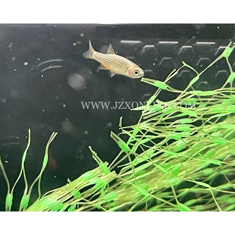 * Tetra * Galaxy Rasbora (10 pieces)