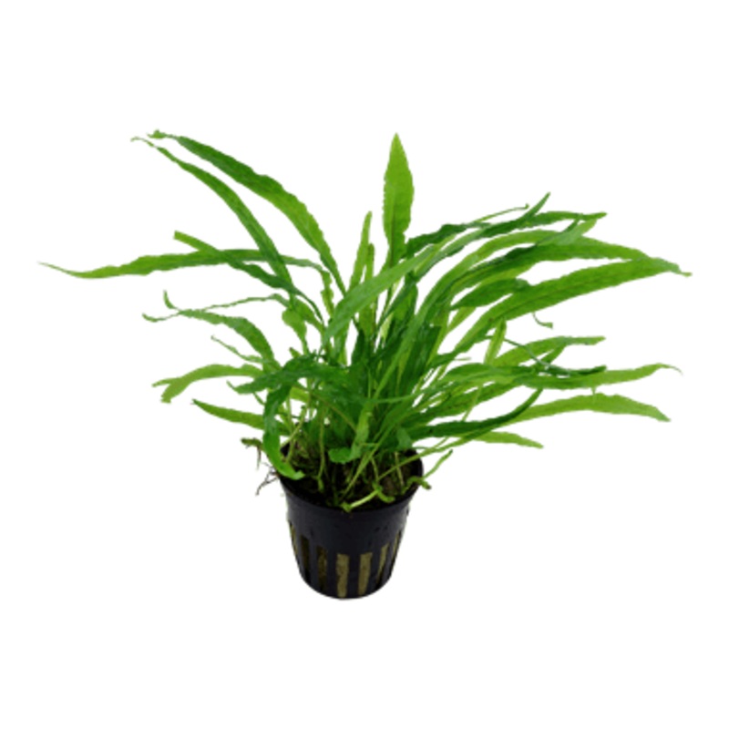 Tropica Microsorum pteropus ‘Narrow’ potted