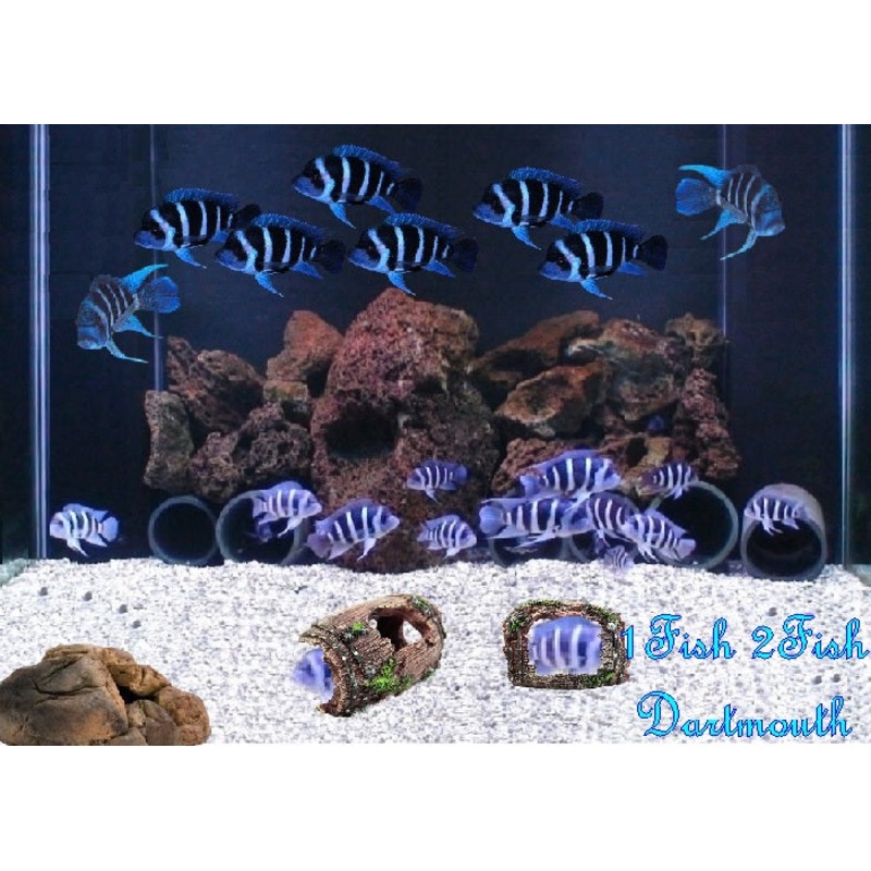 Zaire Blue Frontosa Cichlid “Cyphotilapia gibberosa” Kapampa