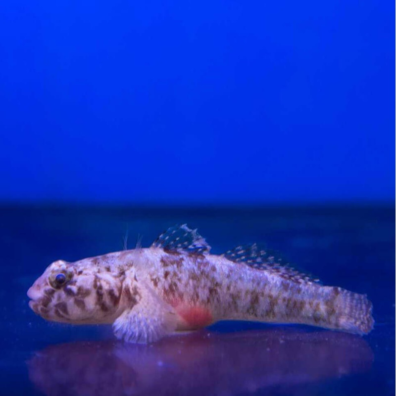 Speckled Dwarf Goby – (No Online Purchases)