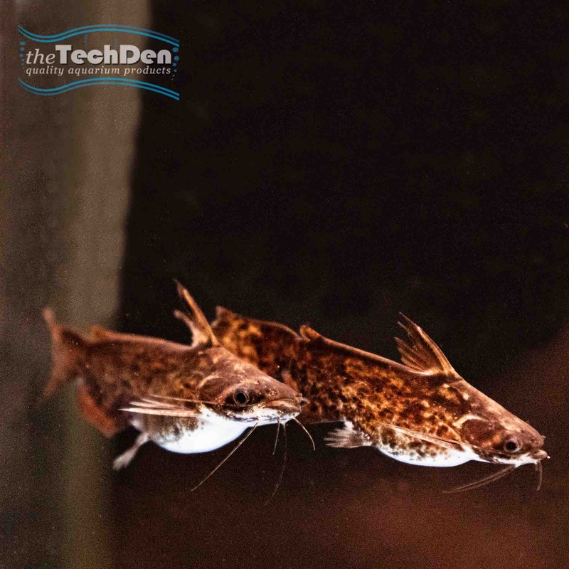 Woodycats Catfish – (No Online Purchases)