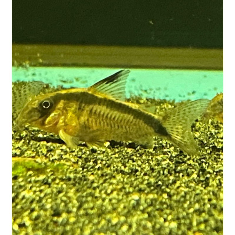 Corydoras CW112