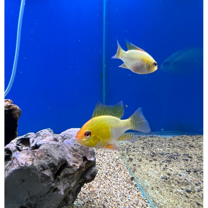 Gold Ram Ramirezi – (No Online Purchases)