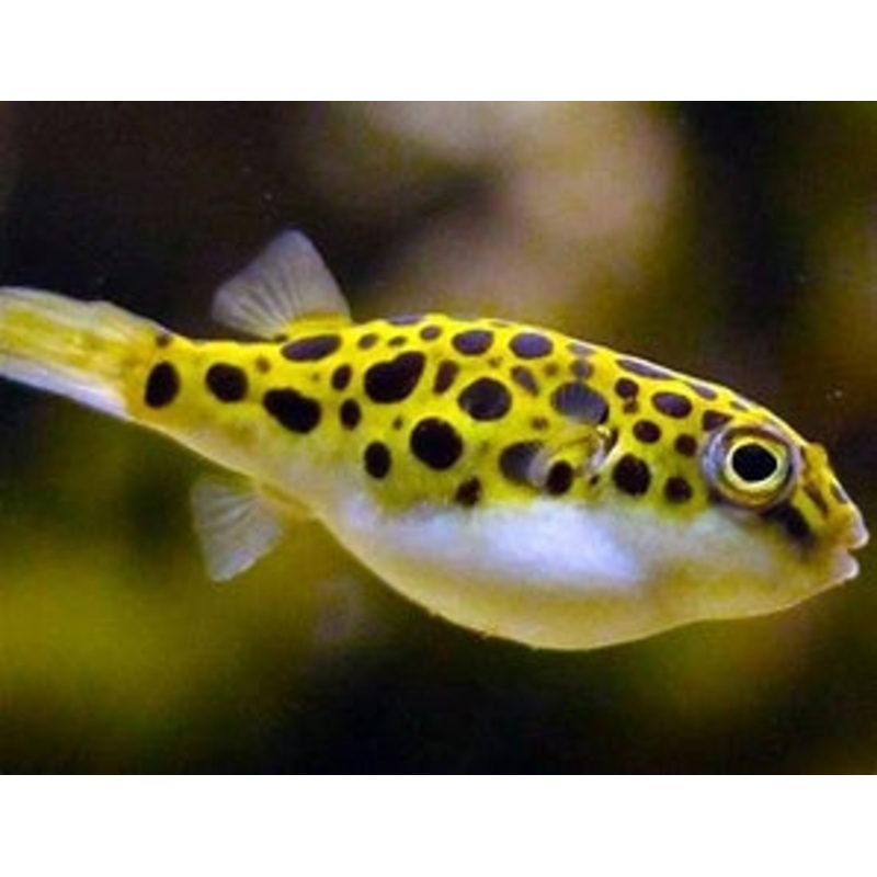 Spotted Green Puffer