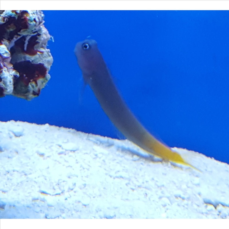 Bicoloured Blenny – (No Online Purchases)