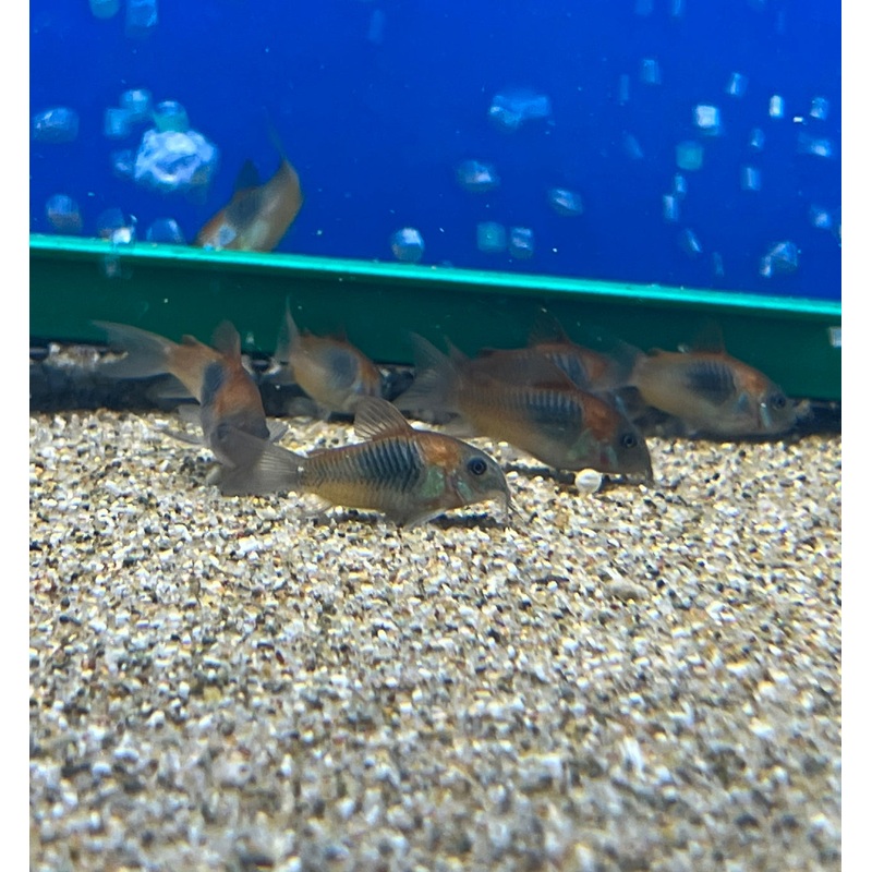 Corydoras Venezuela Orange Catfish – (No Online Purchases)