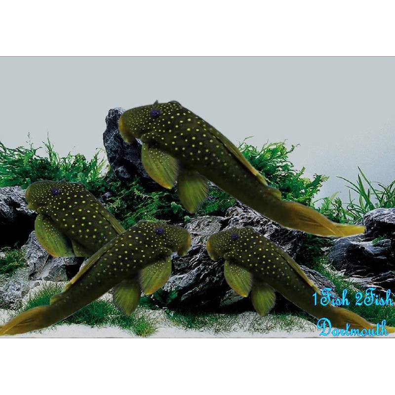 L200 – Green Phantom Pleco “Hemiancistrus subviridis”