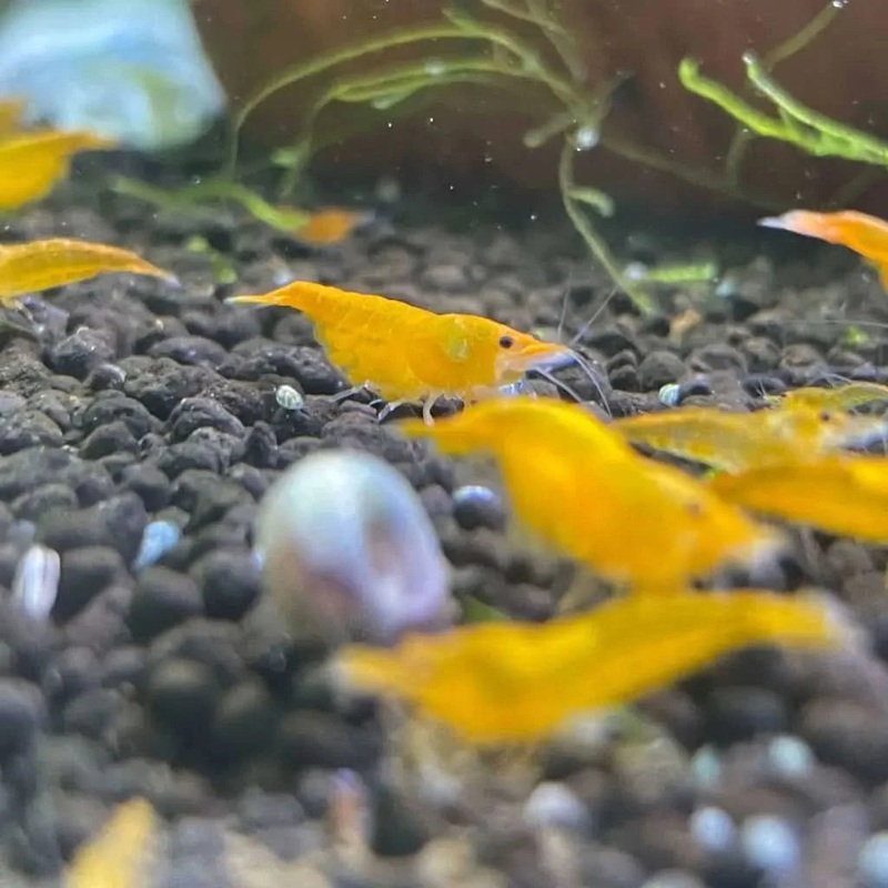 Sunkist Cherry Shrimp