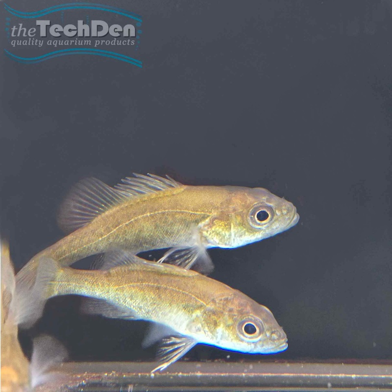 Gold Perch – (No Online Purchases)