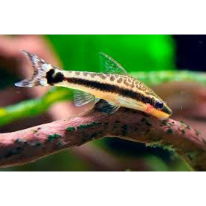 Otto Catfish “Otocinclus affinis”