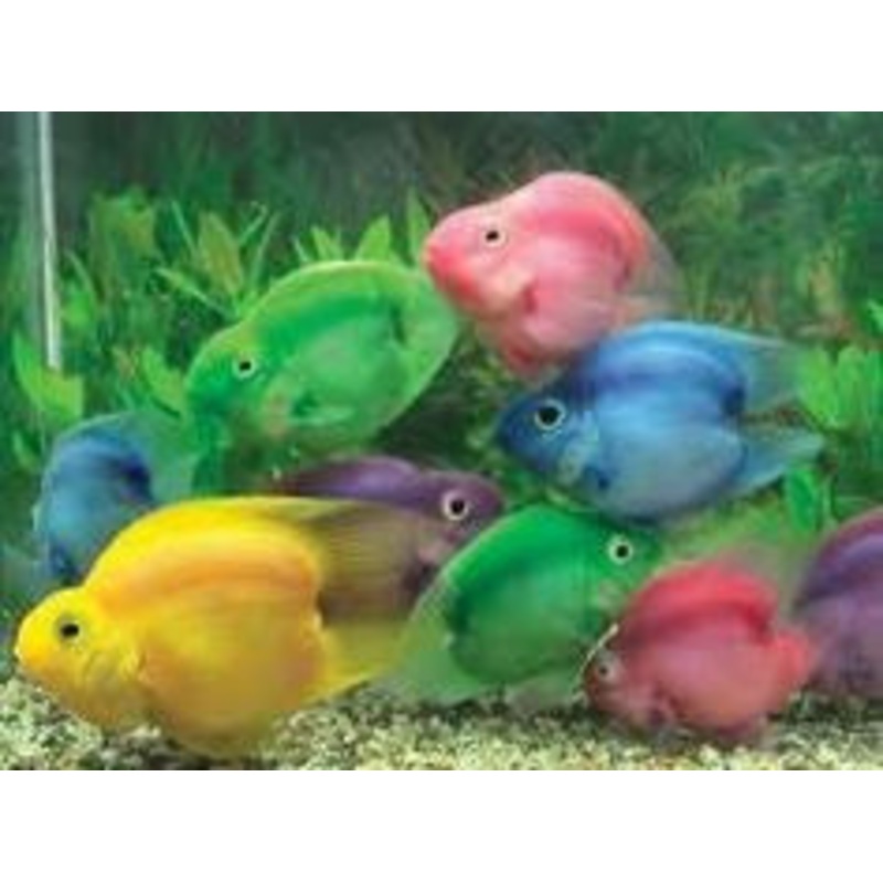 Colored Jellybean Parrotfish – Hybrid
