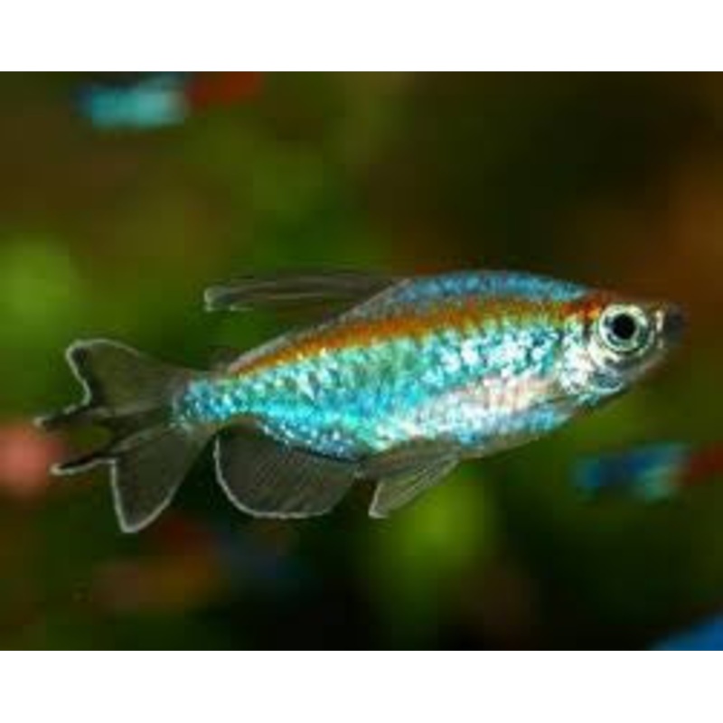 Congo Tetra – “Phenacogrammus interruptus”