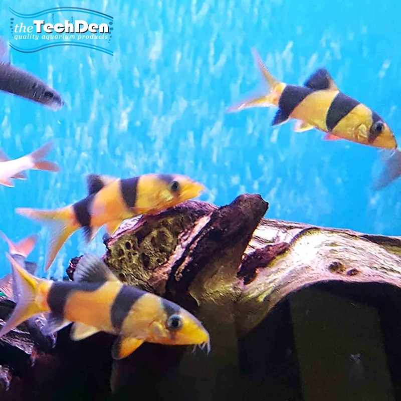 Clown Loach – (No Online Purchases)
