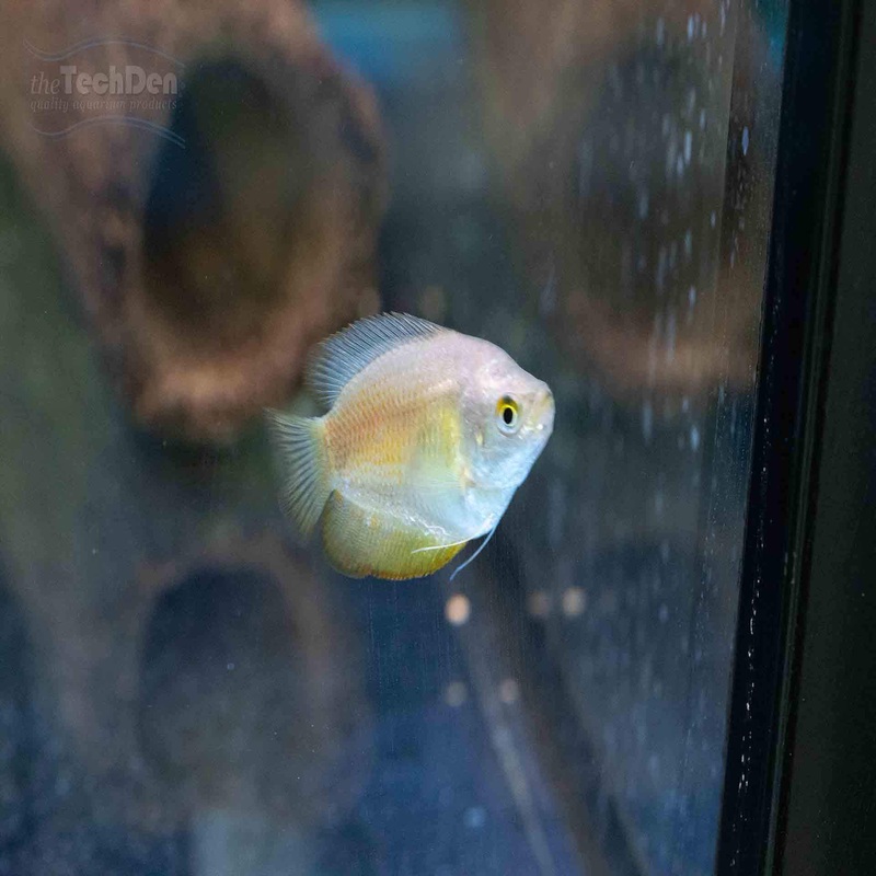Female Dwarf Gourami – (No Online Purchases)