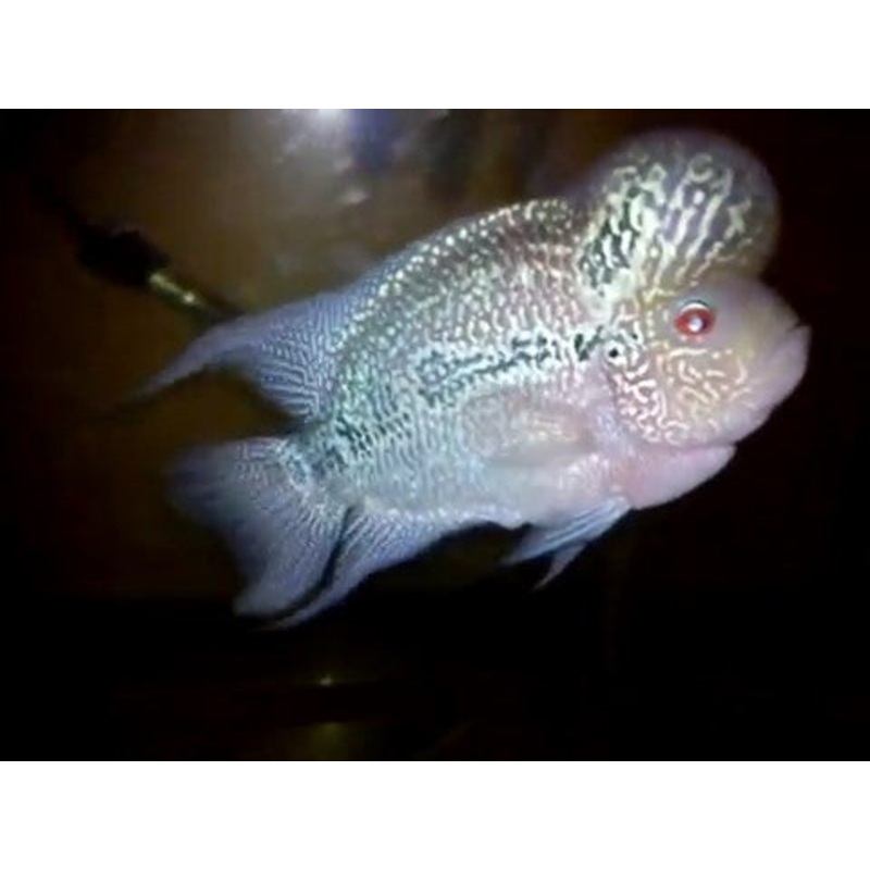 Green Dragon FlowerHorn