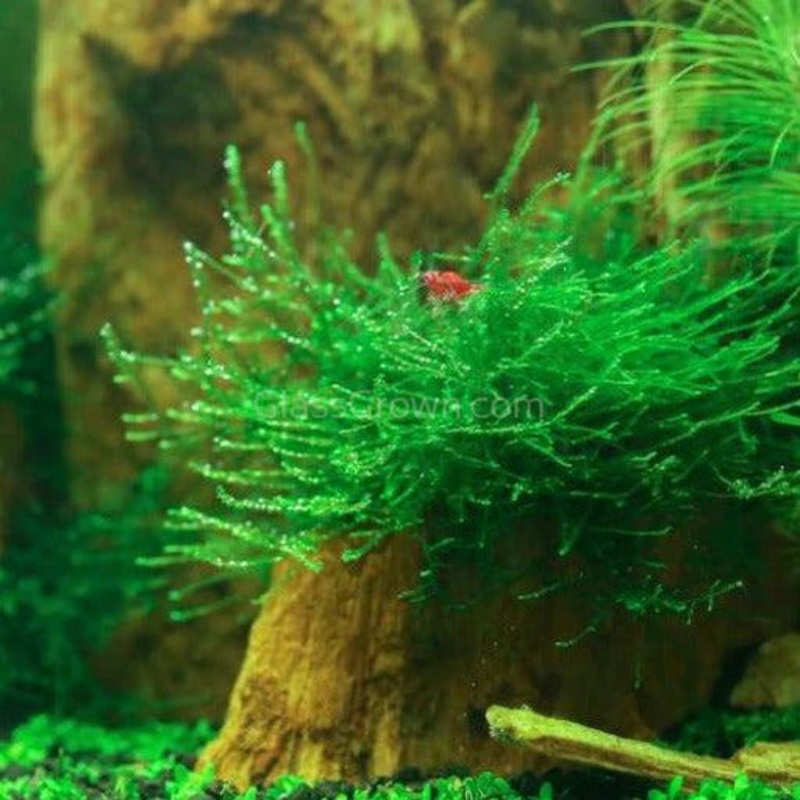Java Moss