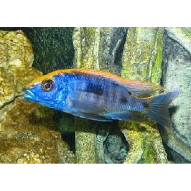 Red Top Malawi Cichlid “Otopharynx lithobates”