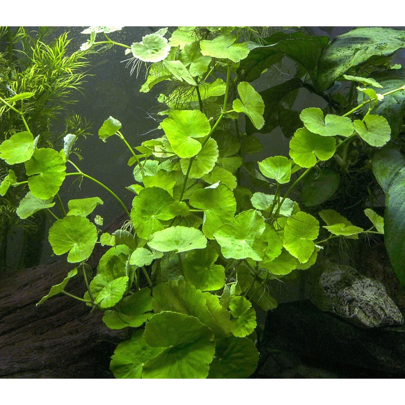 Brazilian Pennywort