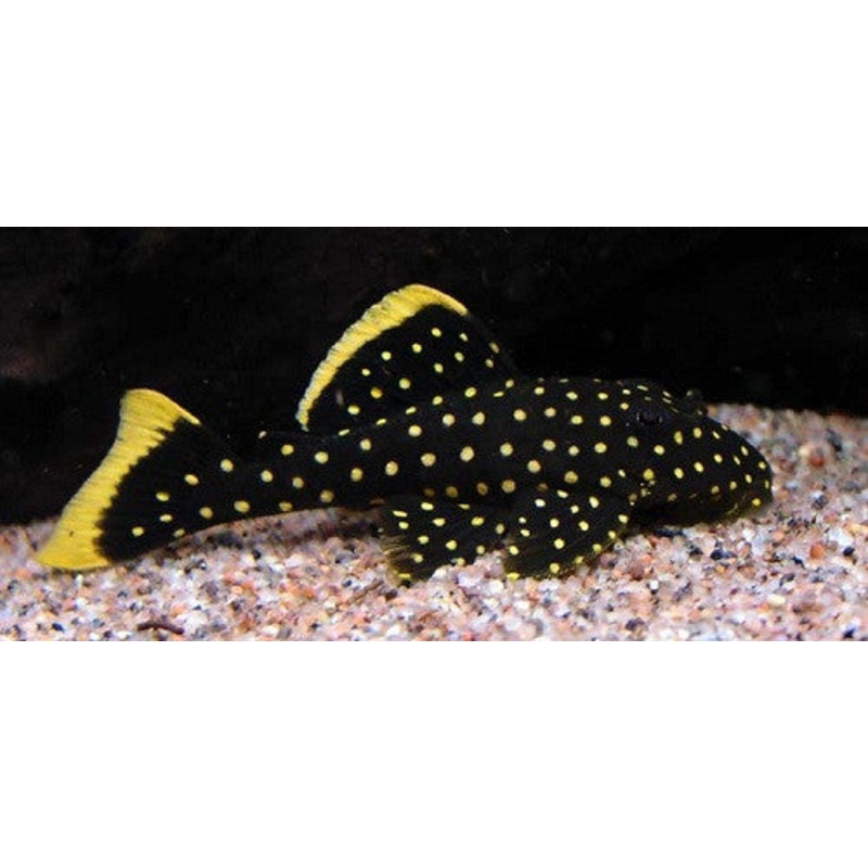 L018 – Golden Nugget Pleco – “Baryancistrus xanthellus”