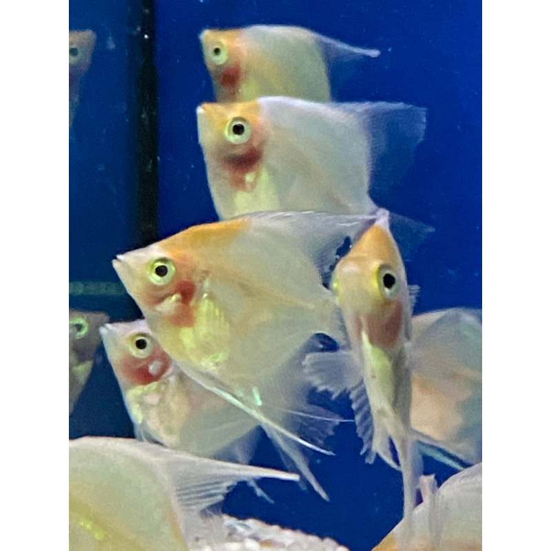 Lemonhead Angelfish