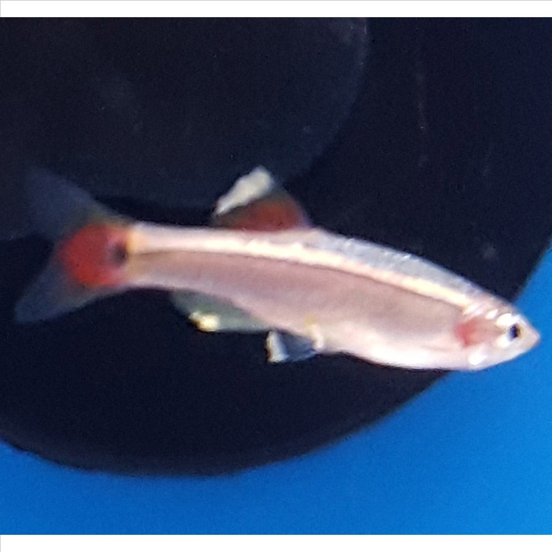 White Cloud – (No Online Purchases)