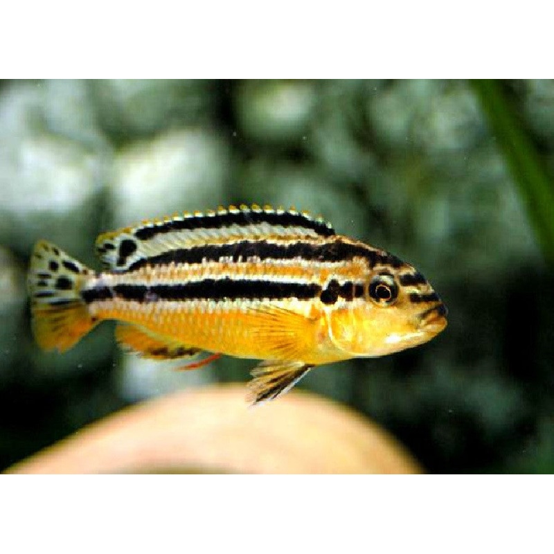 Auratus Cichlid “Melanochromis auratus”