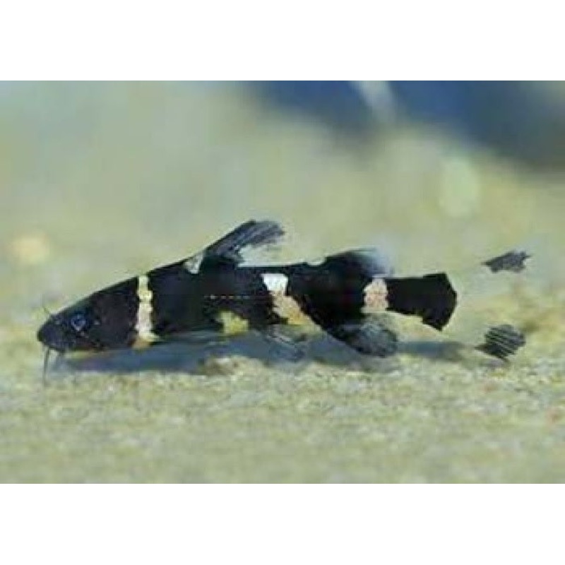 Bumblebee Catfish “Leiocassis siamensis”