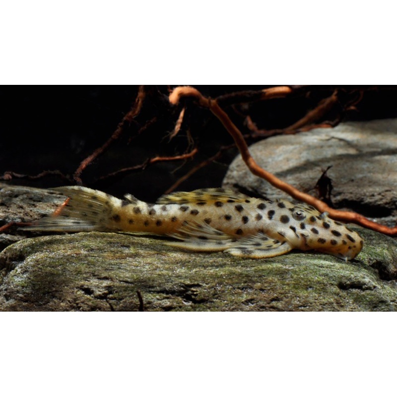 Golden Vampire Pleco – “Leporacanthicus heterodon”