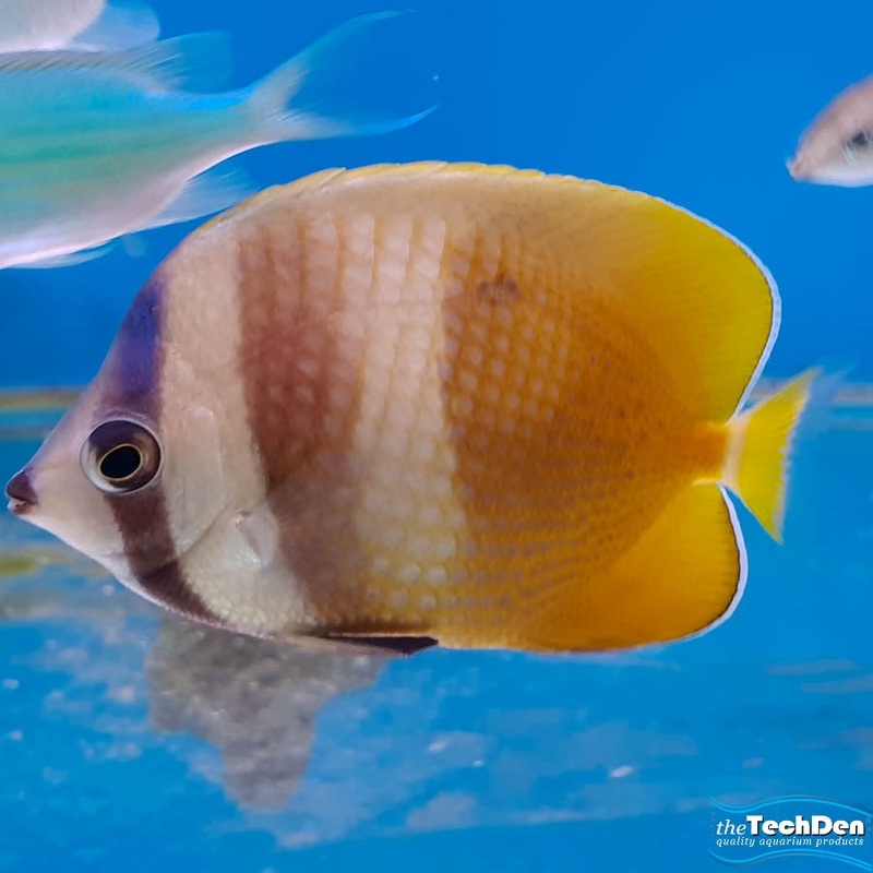 Kleins Butterfly  – (No Online Purchases)