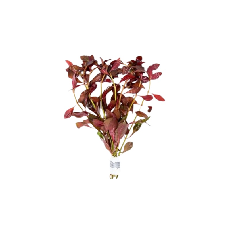 Ludwigia: Glandulosa var. Diamond