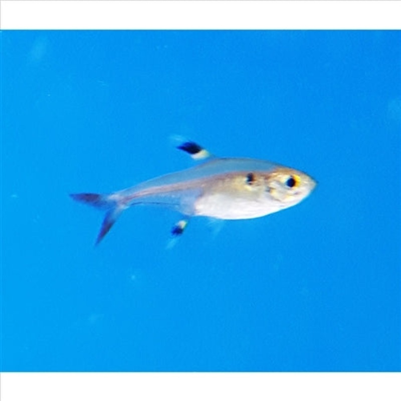 Pristella Tetra – (No Online Purchases)