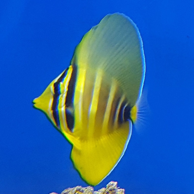 Sailfin Tang – (No Online Purchases)