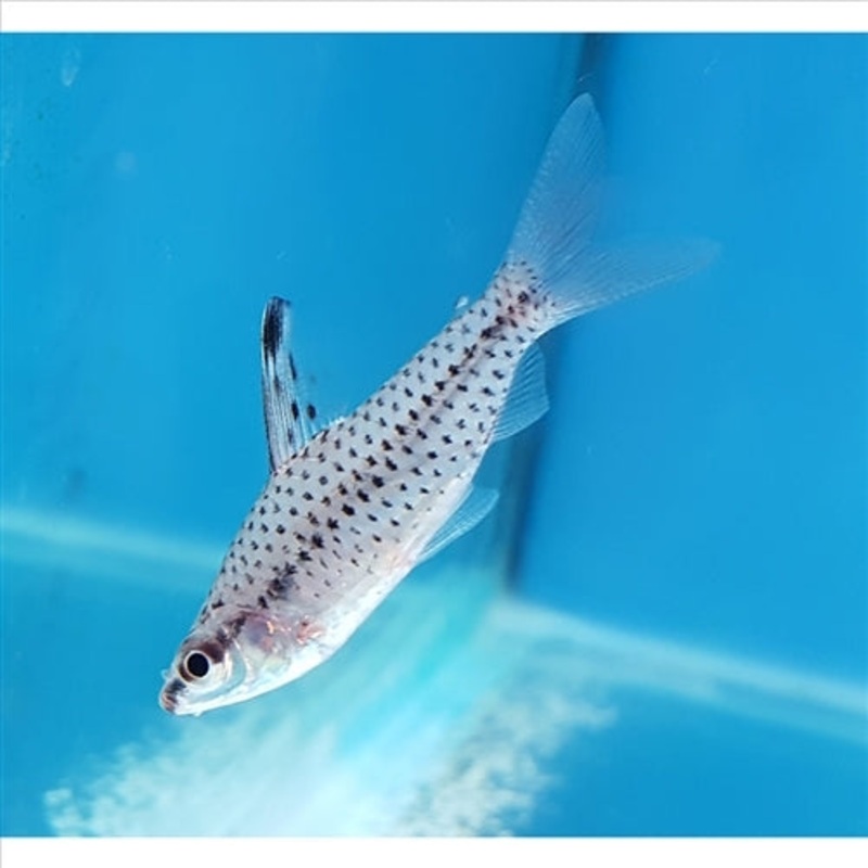 Spotted Headstander – (No Online Purchases)