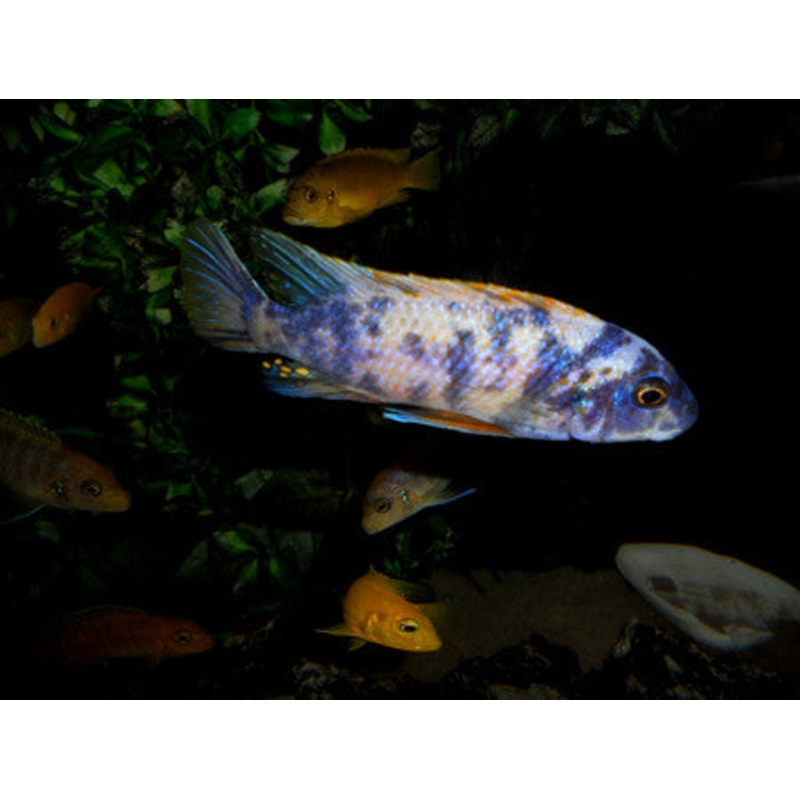 Trewavasae O.B. Cichlid  “Labeotropheus trewavasae”- 1.5”