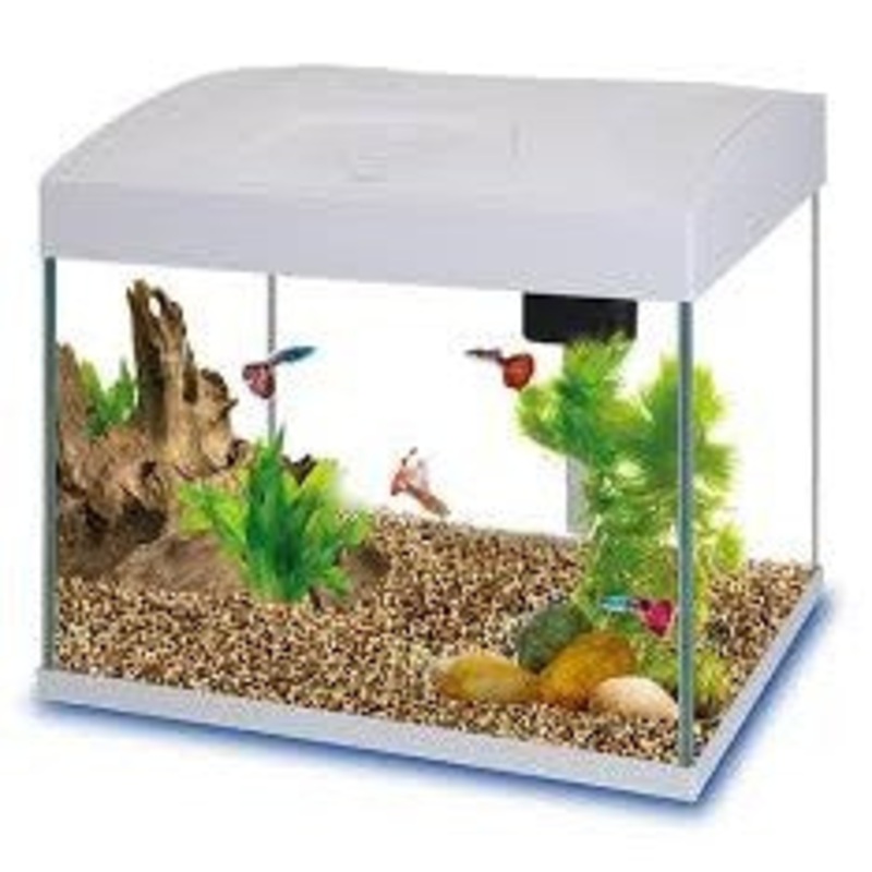 Basic 15+ Aquarium