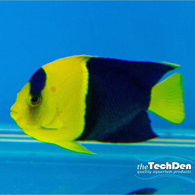 Bicolour Angel – (No Online Purchases)